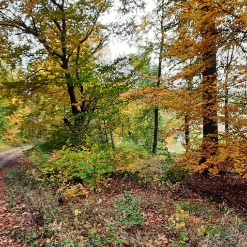 Eubach - Weg nahe Kurzrocksborn
