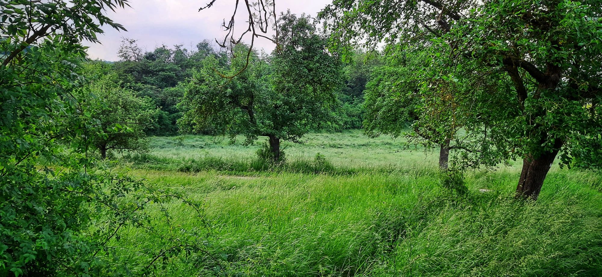 Obstbäume im Ranggrund