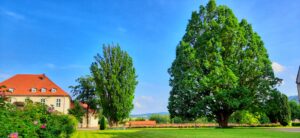 Bäume im Klosterpark