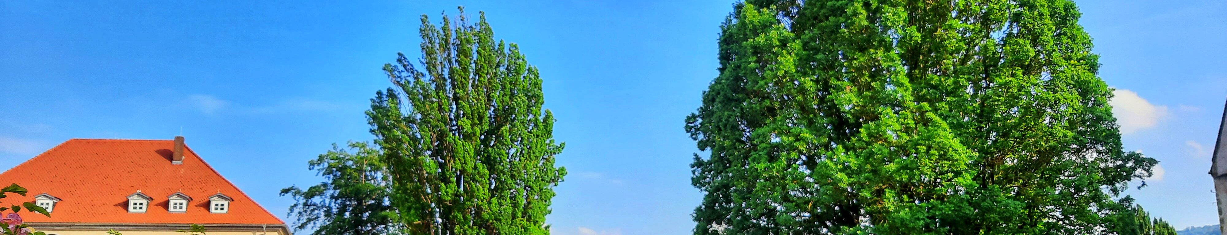 Bäume im Klosterpark